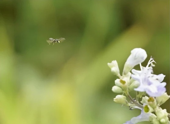 ハマゴウの花に飛来するイケダメンハナバチ
