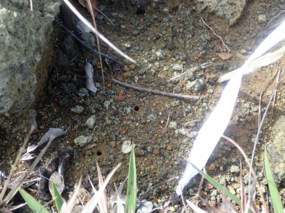 地面にあいたオガサワラハンミョウの幼虫の小さな巣穴