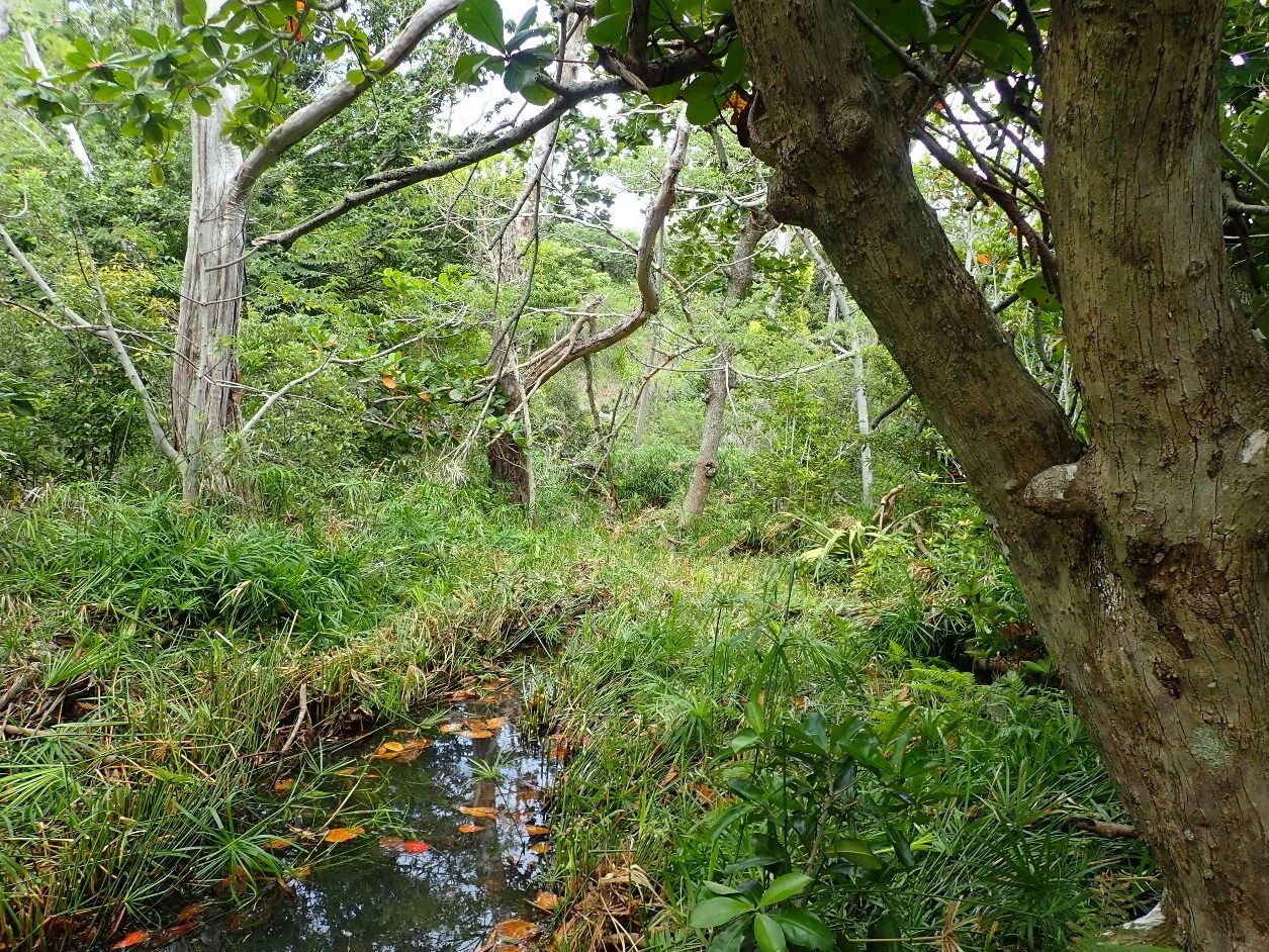 刈込後、水面が見えるようになった沢