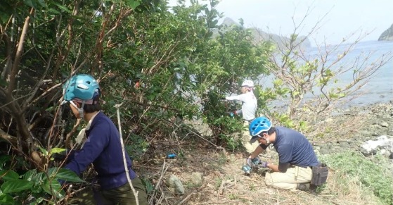 林縁で粘着性トラップを設置するメンバー